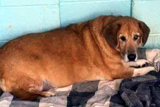 Basset Retriever Dogs for adoption in Pennsville, NJ, USA