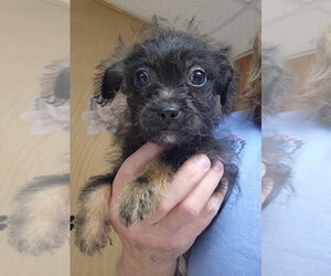 Chihuahua Dogs for adoption in Walnutport, PA, USA