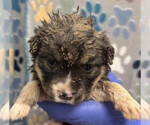 German Shepherd Dog Dogs for adoption in Rosenberg, TX, USA