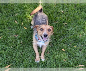 Mutt Dogs for adoption in San Clemente, CA, USA