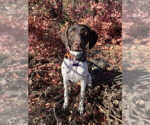 German Shorthaired Pointer Dogs for adoption in Ogden, UT, USA