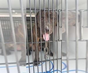 Mastiff Dogs for adoption in Houston, TX, USA