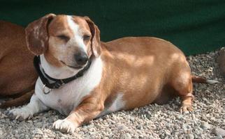 Dachshund Dogs for adoption in Bemidji, MN, USA