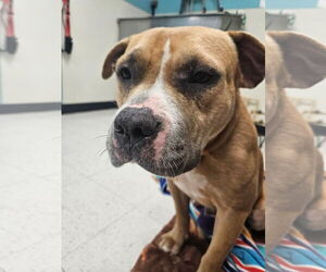 Mutt Dogs for adoption in  Gainesville, FL, USA