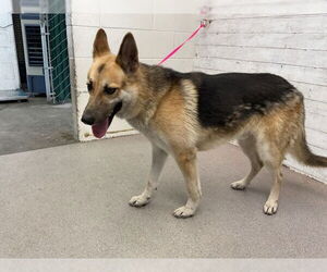 German Shepherd Dog Dogs for adoption in San Bernardino, CA, USA