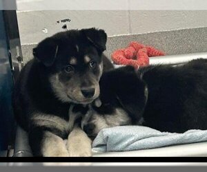 Border Collie-Siberian Husky Mix Dogs for adoption in Grasswood, Saskatchewan, Canada