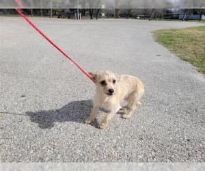 Rat Terrier Dogs for adoption in Houston, TX, USA