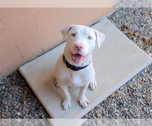 American Pit Bull Terrier Dogs for adoption in Fort Wayne, IN, USA