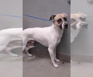 American Pit Bull Terrier-Unknown Mix Dogs for adoption in Las Vegas, NV, USA