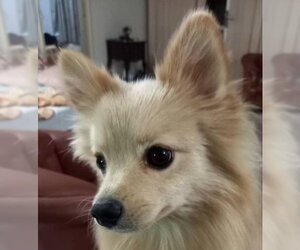 Pomeranian Dogs for adoption in LANGLEY, British Columbia, Canada