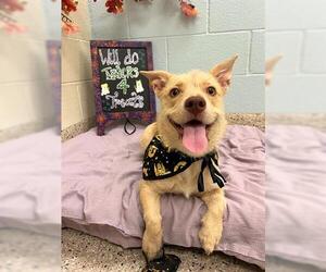 Mutt Dogs for adoption in Brighton, CO, USA