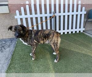 Australian Shepherd-Unknown Mix Dogs for adoption in Modesto, CA, USA
