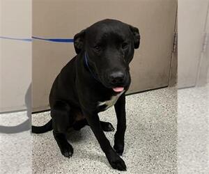 American Pit Bull Terrier-Unknown Mix Dogs for adoption in Conroe, TX, USA