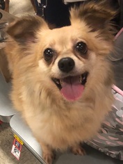 Pomeranian-Unknown Mix Dogs for adoption in Monkton, MD, USA