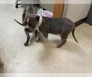 Mutt Dogs for adoption in Plano, TX, USA
