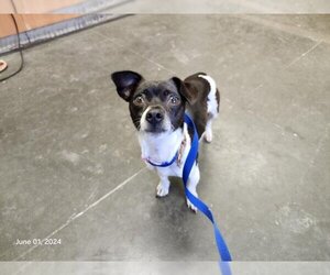 Malchi Dogs for adoption in Santa Cruz, CA, USA