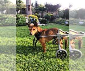 Basenji-Shiba Inu Mix Dogs for adoption in Redondo Beach, CA, USA