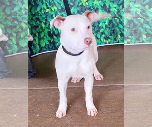 American Pit Bull Terrier-Unknown Mix Dogs for adoption in Wetumpka, AL, USA