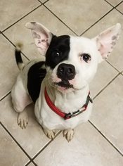 Mutt Dogs for adoption in Cochran, GA, USA