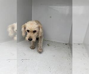 Poodle (Miniature) Dogs for adoption in Houston, TX, USA