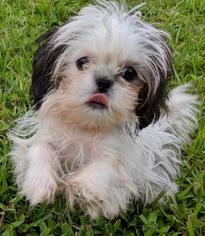 Shih Tzu Dogs for adoption in Commerce, GA, USA