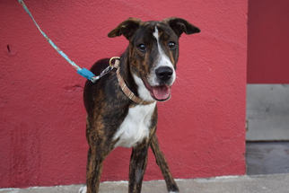 Greyhound Dogs for adoption in West Hollywood, CA, USA