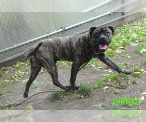 Bullboxer Pit Dogs for adoption in Crete, IL, USA