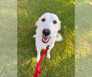 Golden Retriever-Unknown Mix Dogs for adoption in San Diego, CA, USA