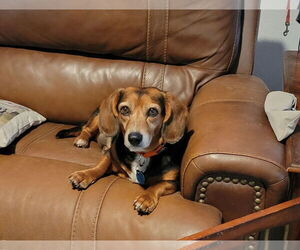 Doxle Dogs for adoption in Las Vegas, NV, USA