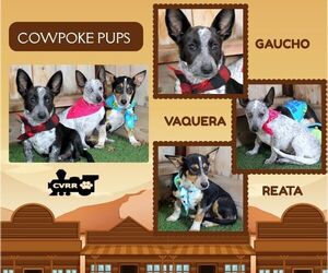 Mutt Dogs for adoption in Lindsay, CA, USA