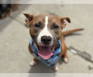 American Pit Bull Terrier-Unknown Mix Dogs for adoption in Tulsa, OK, USA