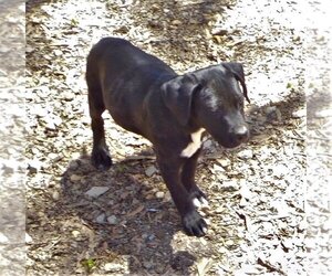 Labrador Retriever-Mountain Cur Mix Dogs for adoption in Benton, AR, USA