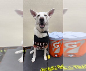 Mutt Dogs for adoption in Jefferson, NJ, USA