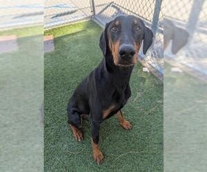 Doberman Pinscher Dogs for adoption in Downey, CA, USA