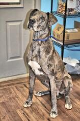 Great Dane Dogs for adoption in St. George, UT, USA