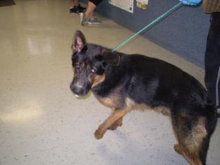 German Shepherd Dog Dogs for adoption in Inverness, FL, USA