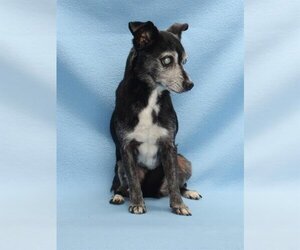 Chihuahua-Unknown Mix Dogs for adoption in Burbank, CA, USA