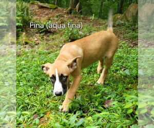 Mutt Dogs for adoption in Ellijay, GA, USA