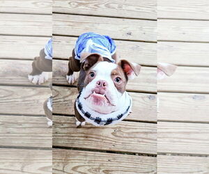 Bulldog Dogs for adoption in Shreveport, LA, USA