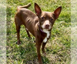 Chihuahua-Unknown Mix Dogs for adoption in Bristol, CT, USA
