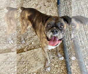 Boxer Dogs for adoption in Austin, TX, USA