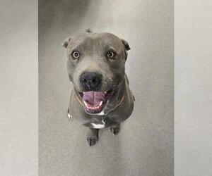American Pit Bull Terrier Dogs for adoption in HESPERIA, CA, USA