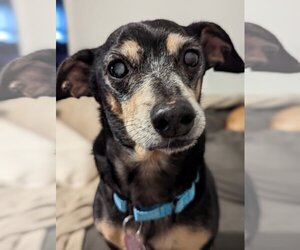 Doxie-Pin Dogs for adoption in Oakhurst, NJ, USA