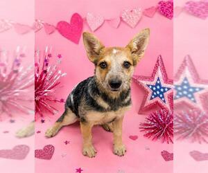 Texas Heeler Dogs for adoption in HESPERIA, CA, USA