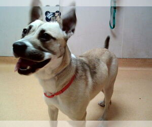 Mutt Dogs for adoption in Martinez, CA, USA