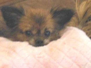 Pomeranian Dogs for adoption in Issaquah, WA, USA
