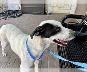 Labrador Retriever-Unknown Mix Dogs for adoption in Royse City, TX, USA