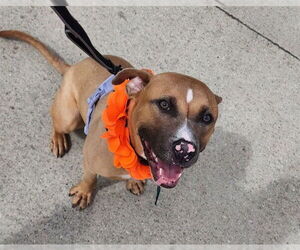 American Pit Bull Terrier Dogs for adoption in Decatur, IL, USA