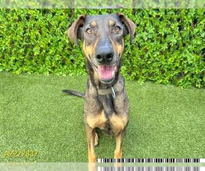 German Shepherd Dog-Unknown Mix Dogs for adoption in West Palm Beach, FL, USA