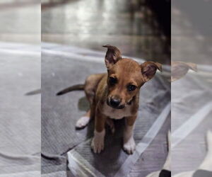 Mutt Dogs for adoption in New London, WI, USA